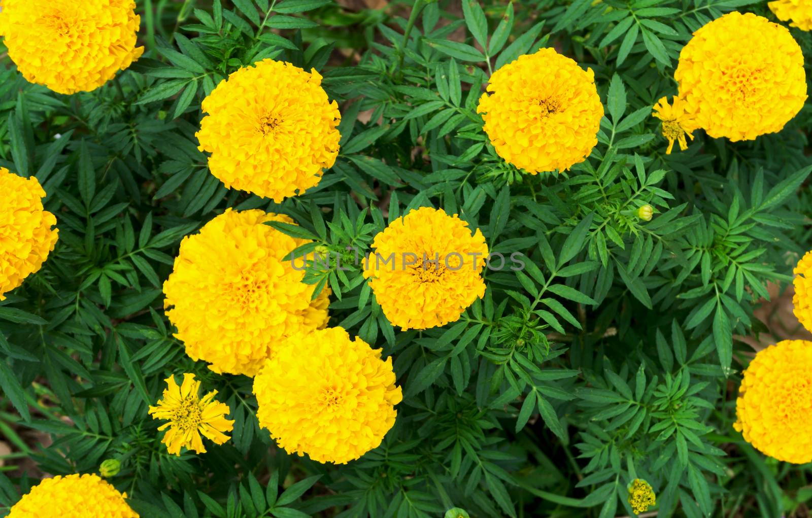 Closeup top view yellow marigold flowers in garden, selective fo by pt.pongsak@gmail.com