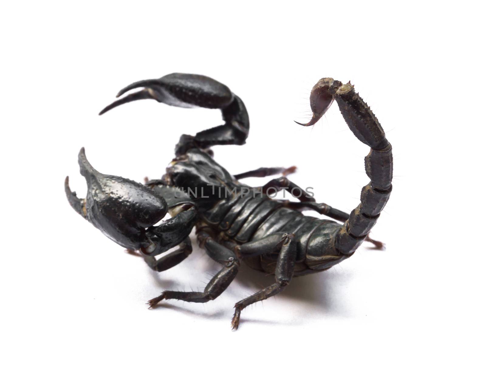 Scorpion on white background, Poisonous animals