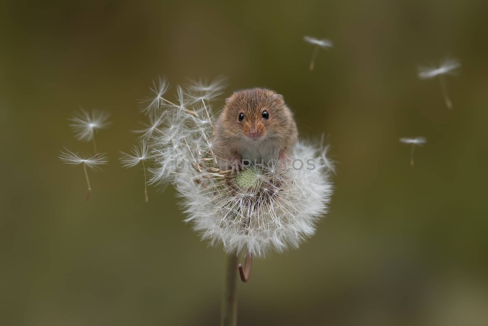 Eurasian harvest mouse by alan_tunnicliffe