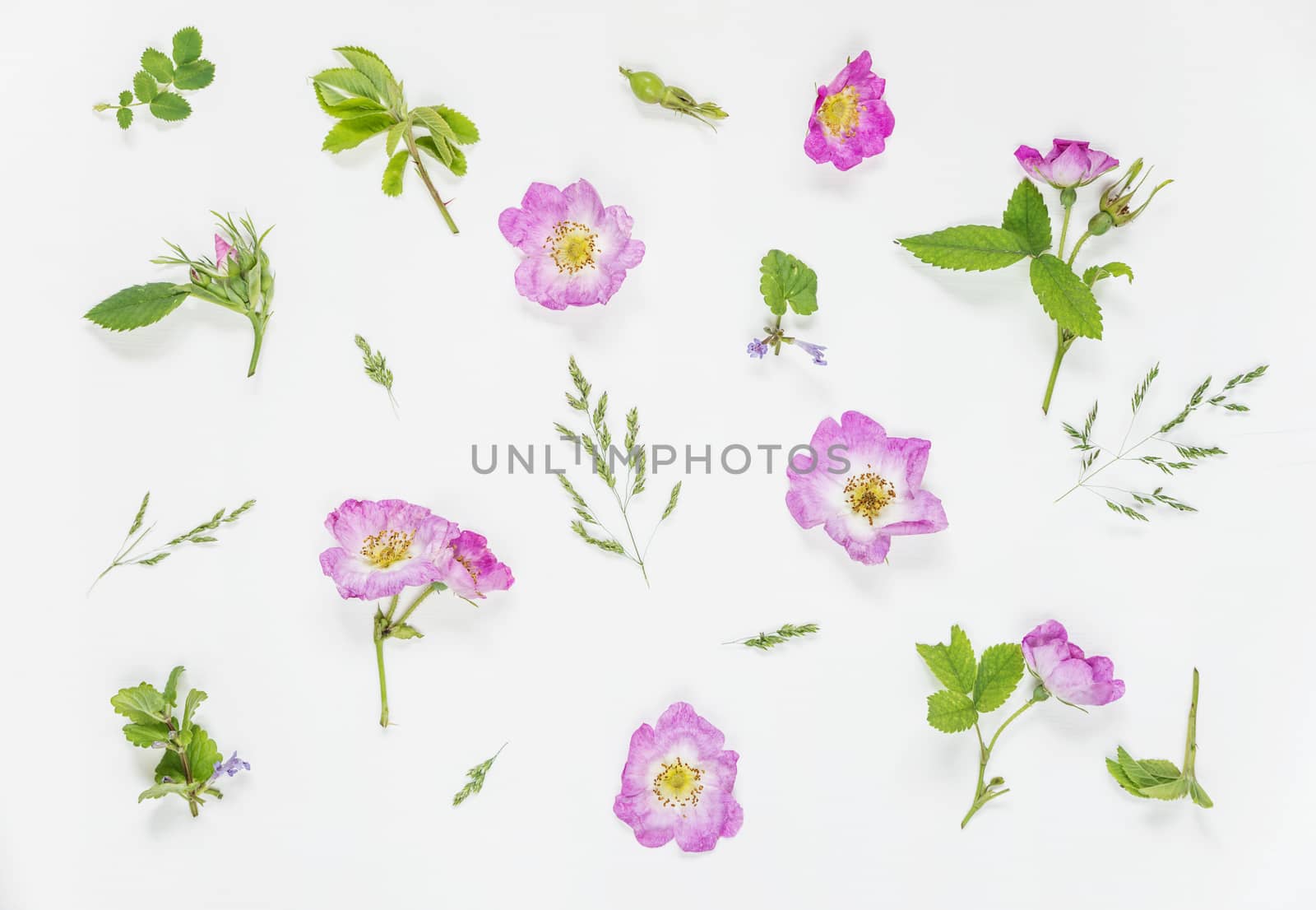 Natural background: light green leaves and pink wild rose flowers on white background; top view;  flat lay