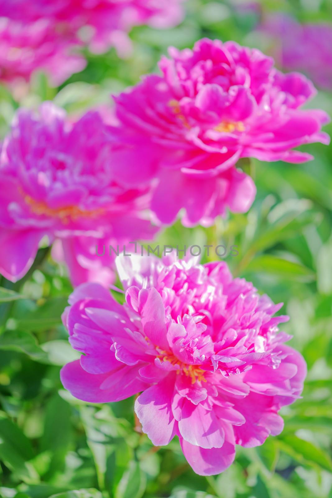 Several beautiful pink peonies on the flowerbed outdoors