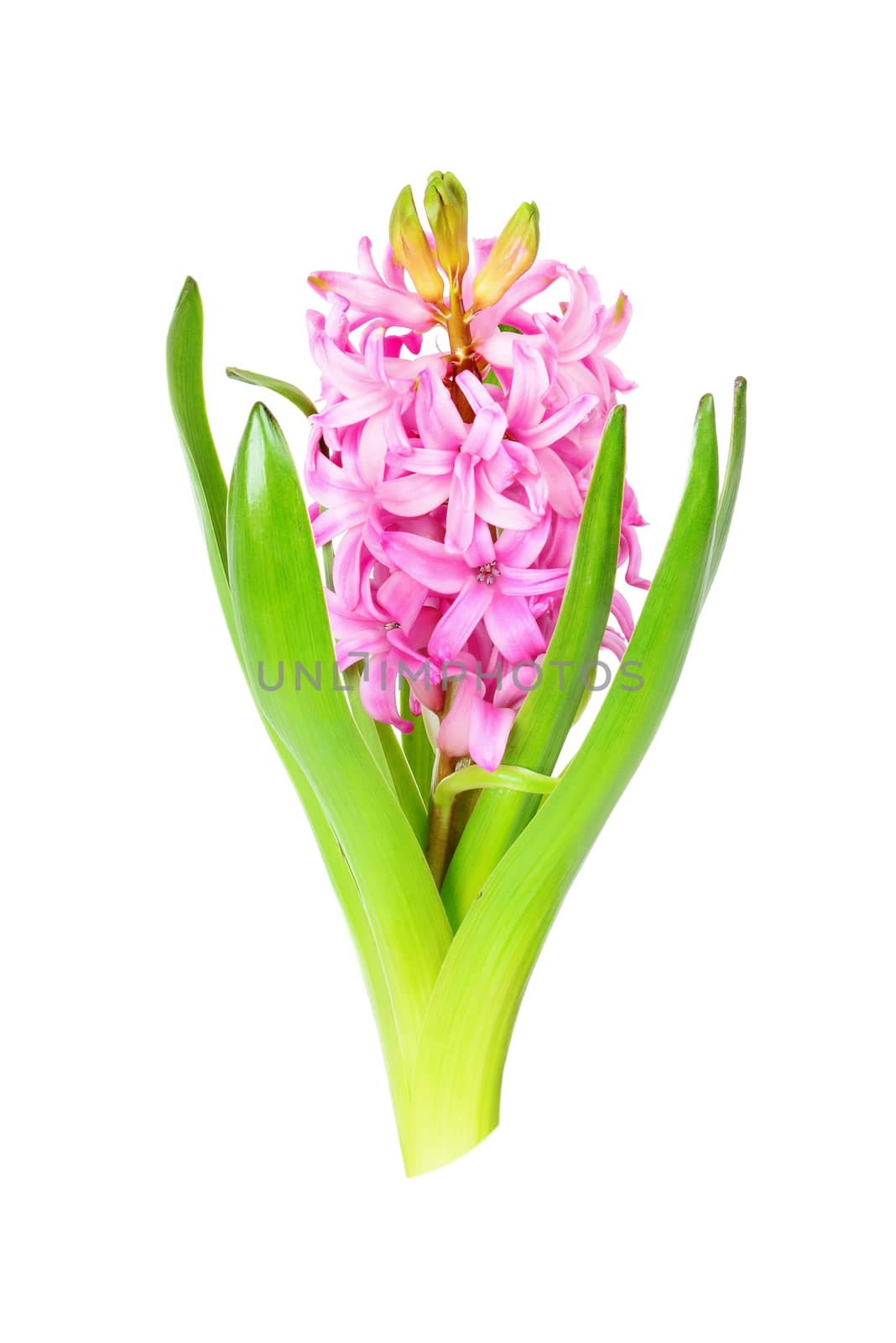 Pink hyacinth flower with green leaves isolated on white background