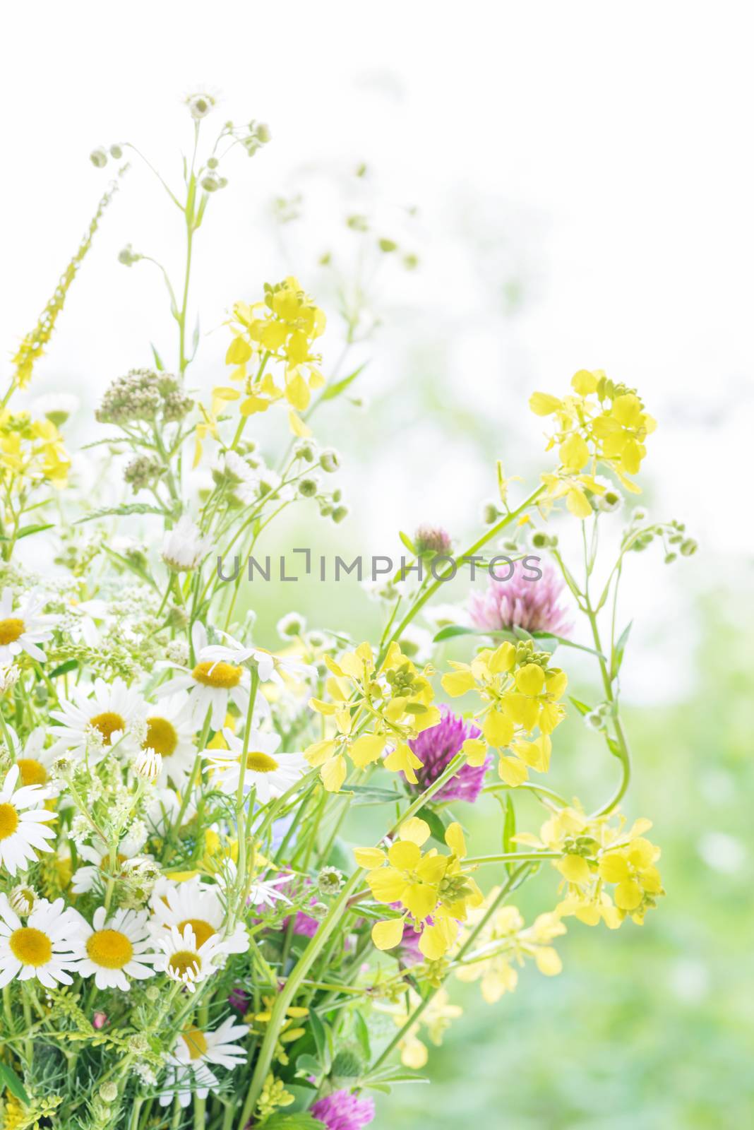 Bouquet of different yellow, pink and white wild flowers closeup outdoors