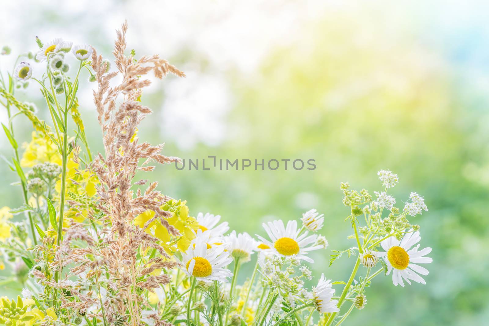 Bouquet of different multicolored wildflowers closeup outdoors