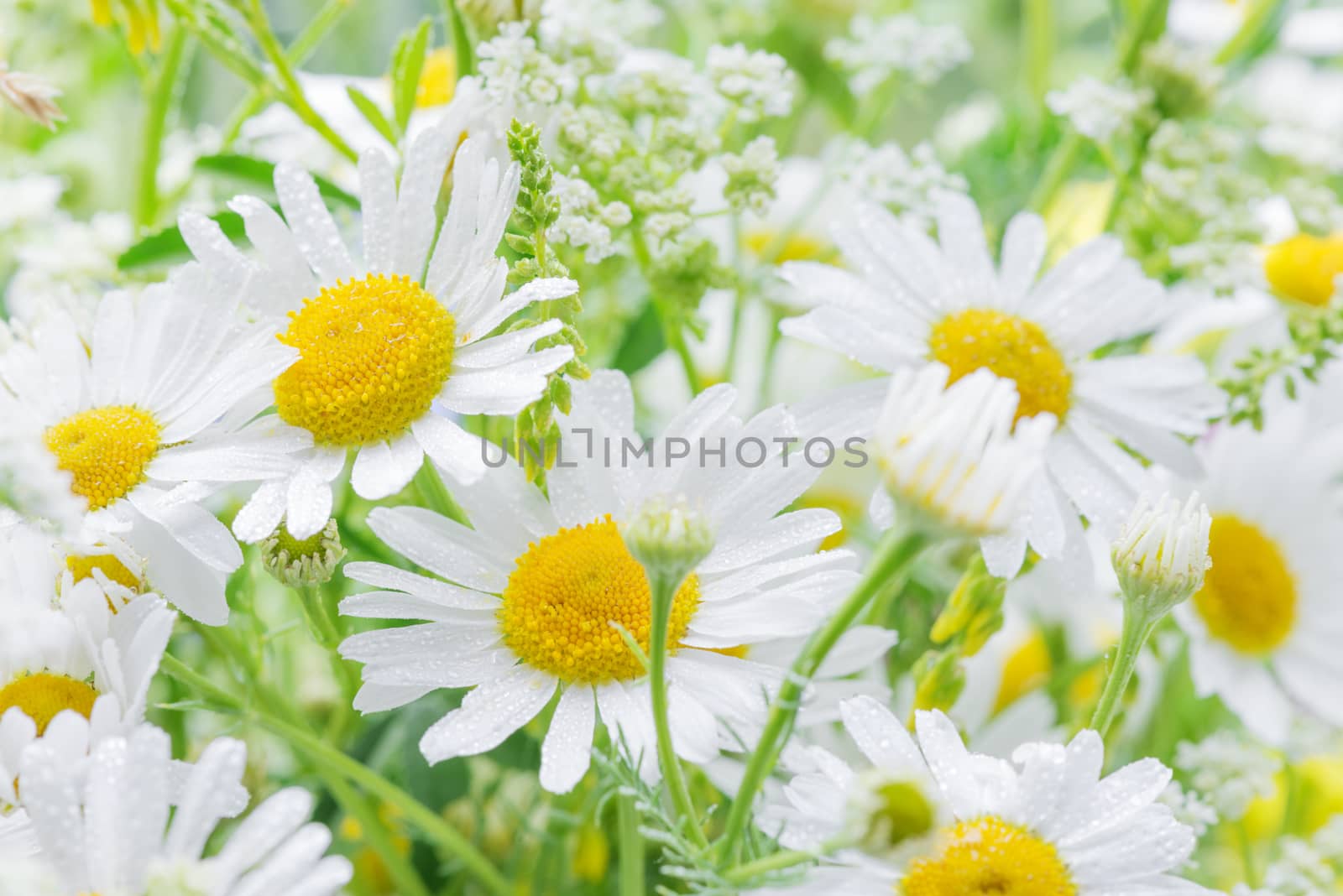 Bouquet of daisies covered dew drops closeup