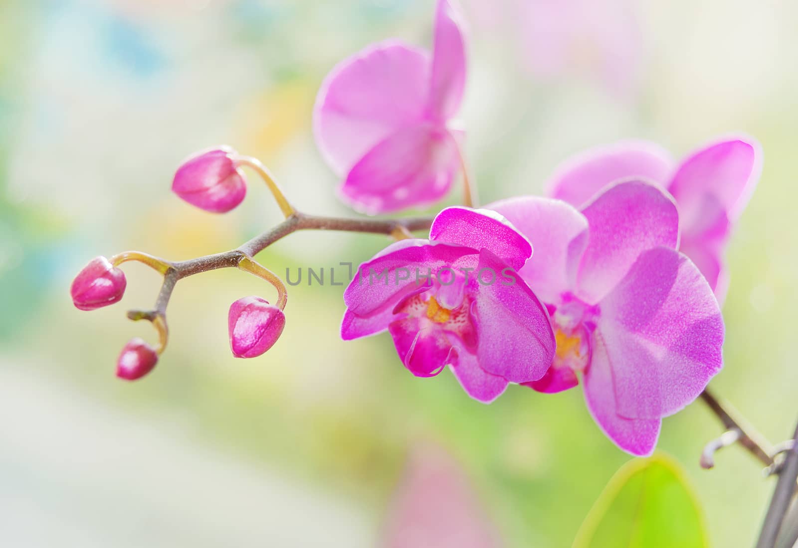 Purple orchids on a nature background by Epitavi