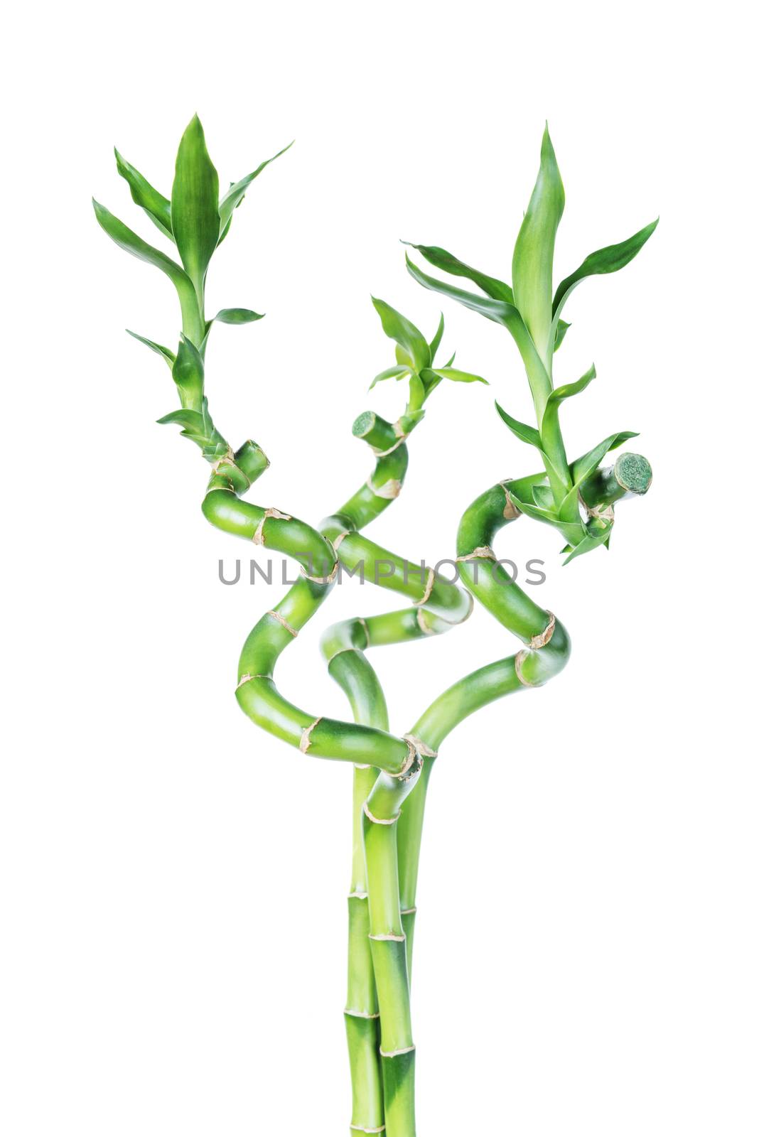 Lucky Bamboo (Dracaena Sanderiana) by Epitavi