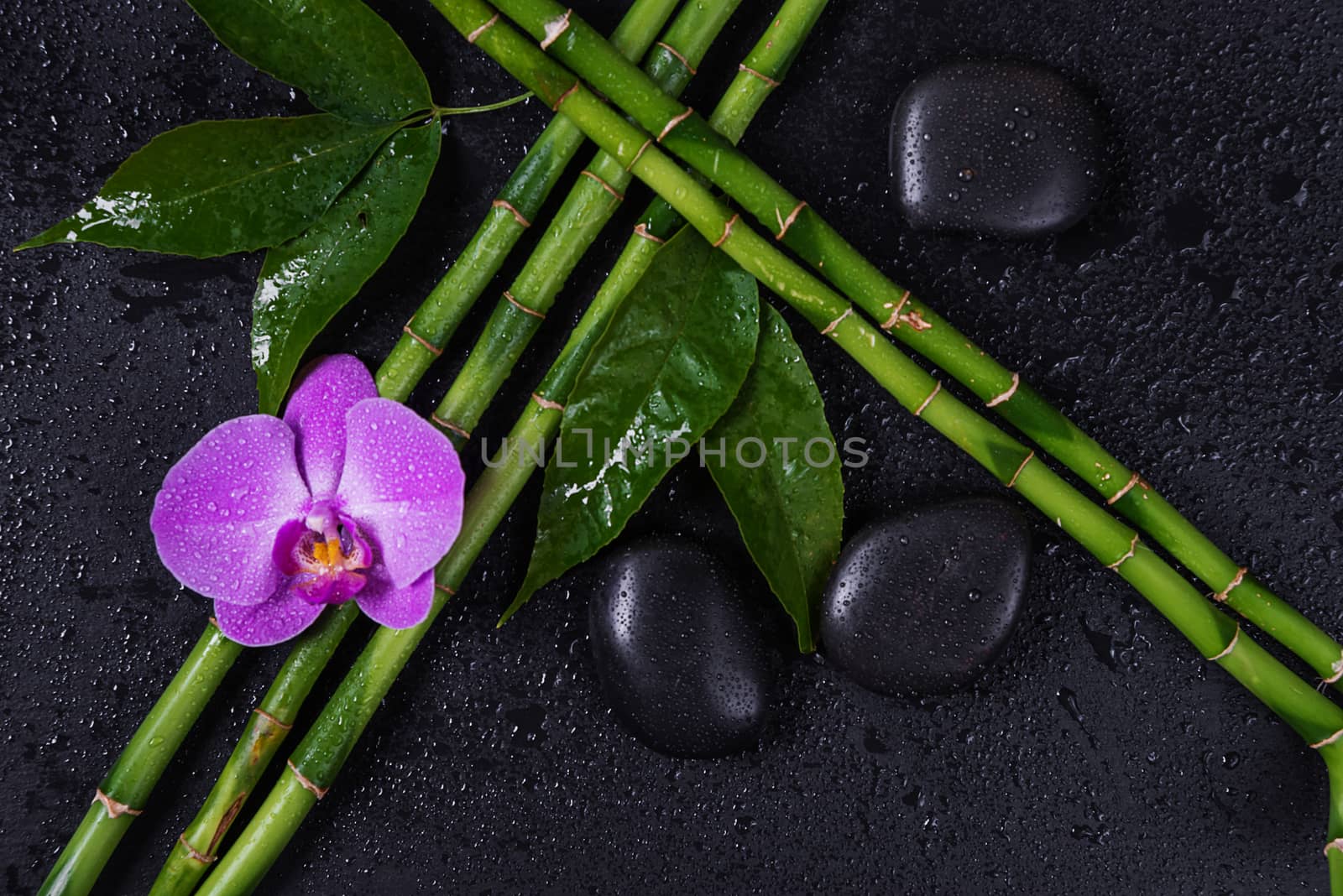 Spa concept with black basalt massage stones, pink orchid flower and a few stems of Lucky bamboo covered with water drops on a black background; with space for text