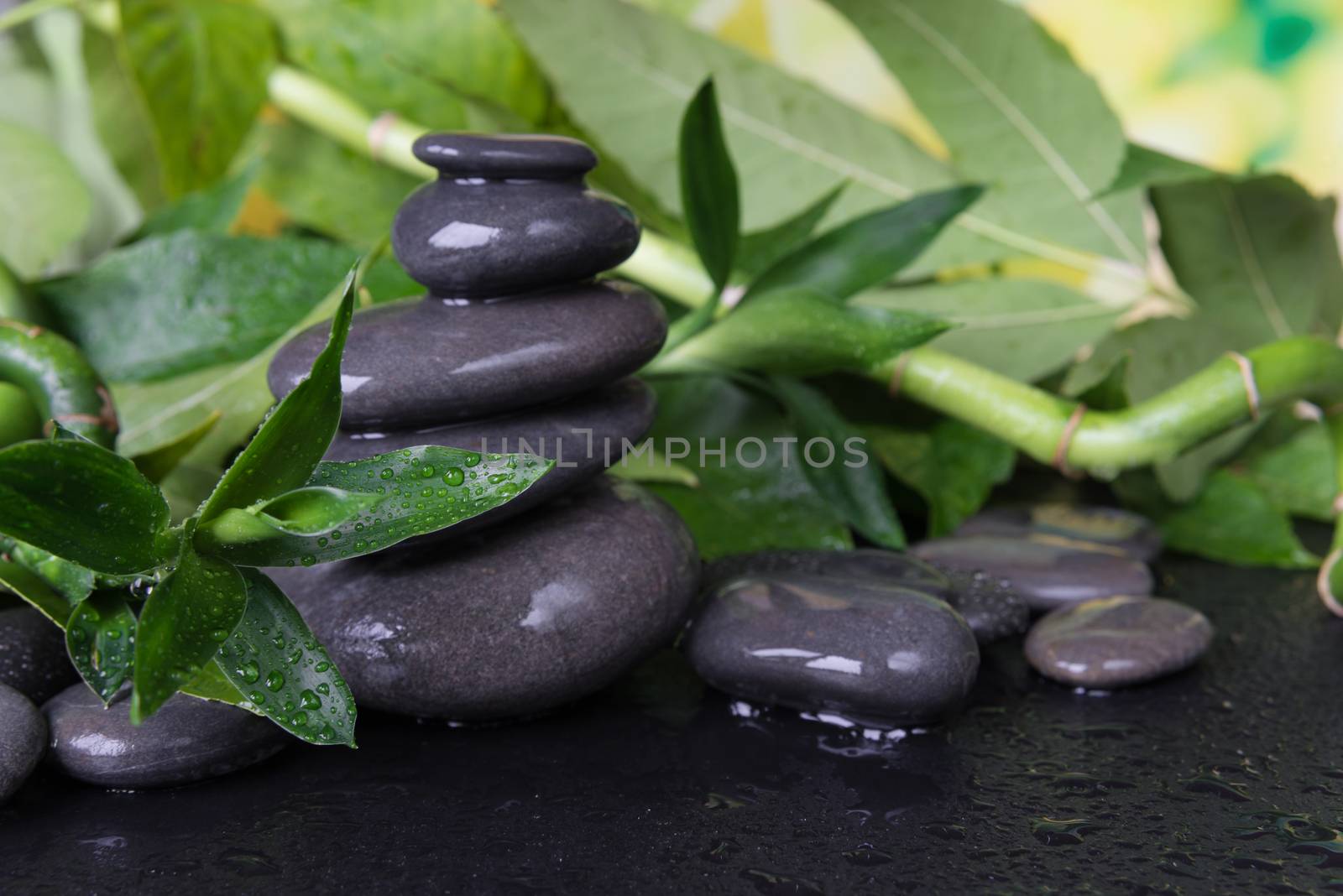 Spa concept with gray wet massage stones and lush green foliage covered with water drops on a black background