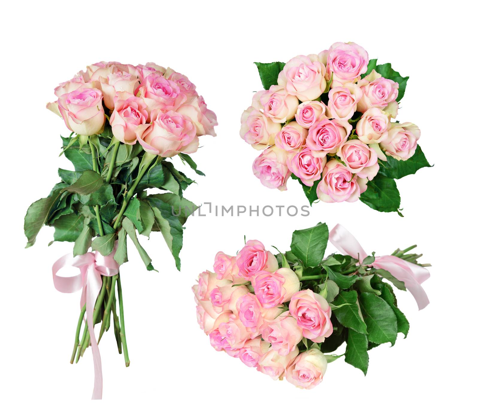 Pink roses on white background by Epitavi