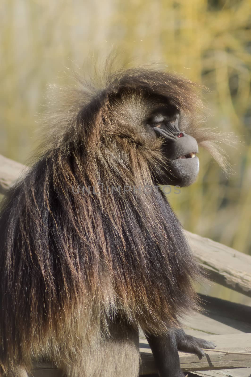 Monkey baboon gelada sitting  by Philou1000