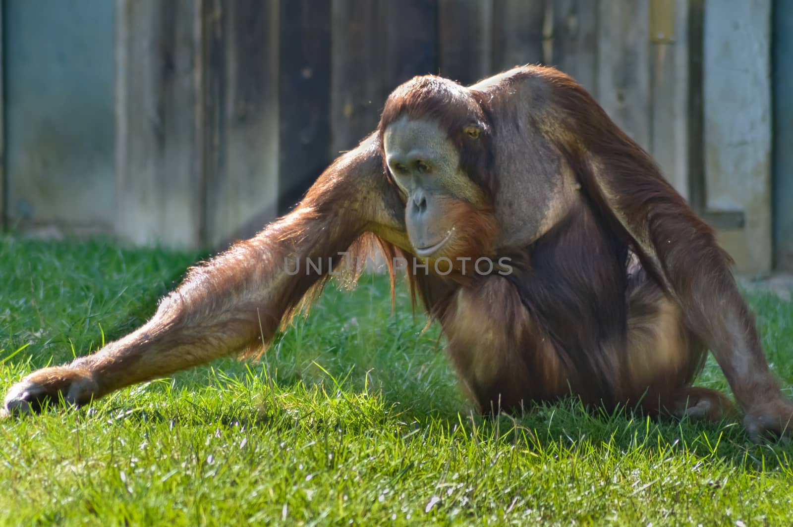 Monkey Orang-Outang walking in a green meadow in an animal park