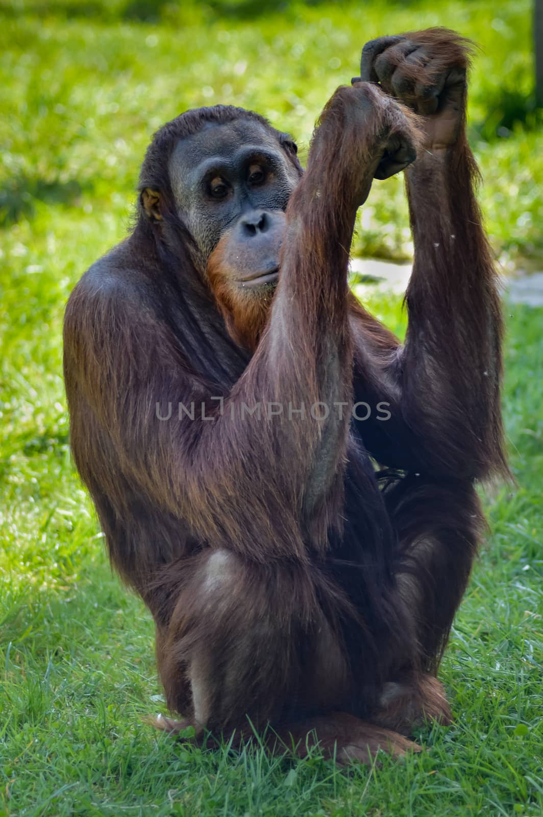 Monkey Orang-Outang walking in a green meadow in an animal park