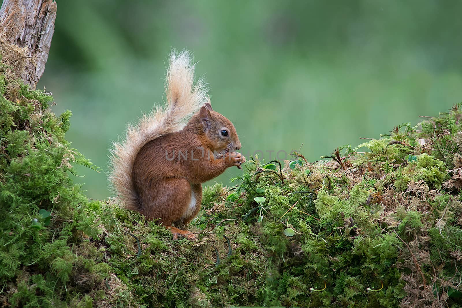 Red squirrel feeding by alan_tunnicliffe