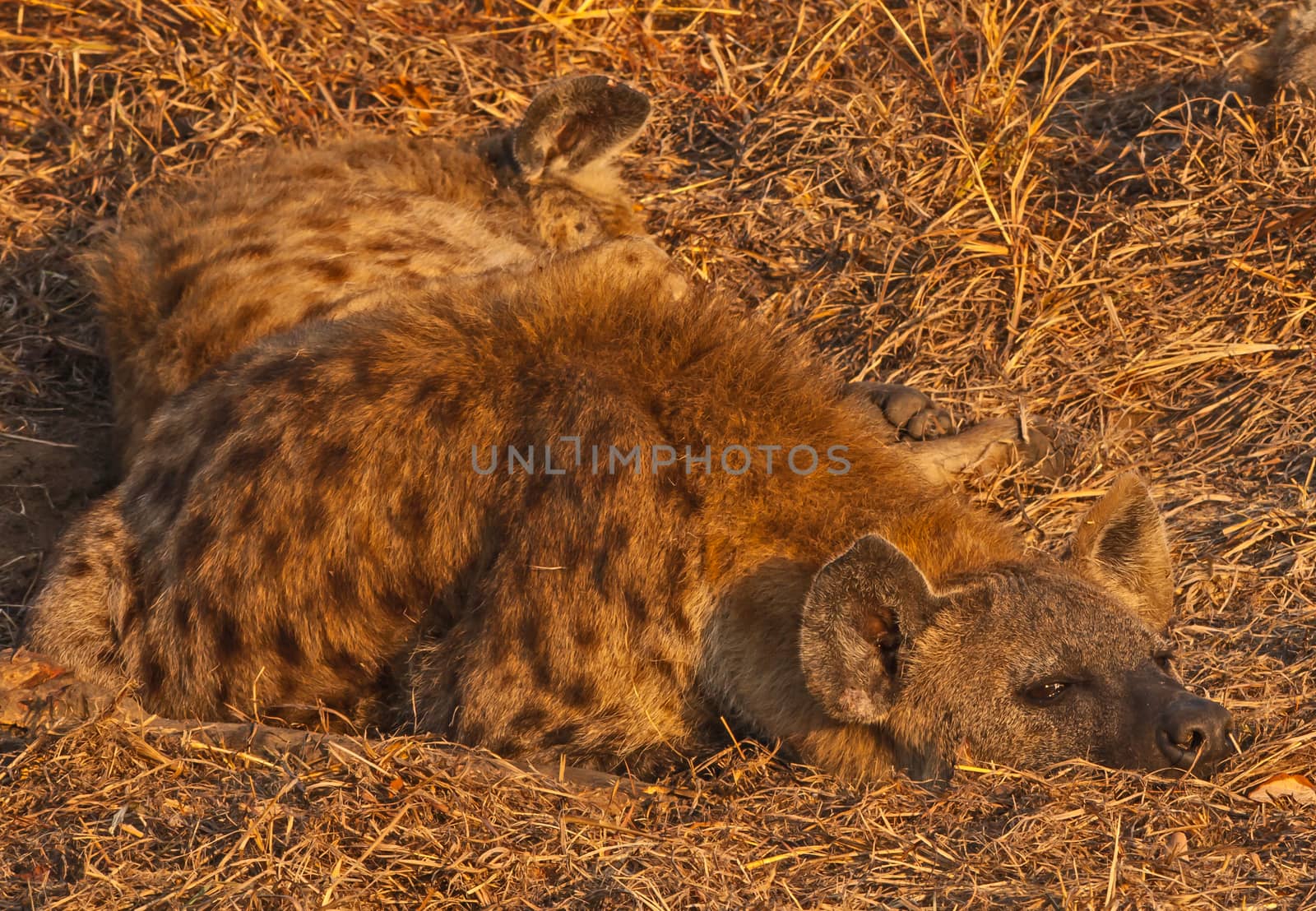 Spotted Hyena (Crocuta crocuta) photographed in Kruger National Park South Africa