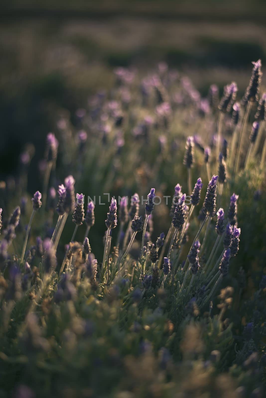 Beautiful deep purple lavender plants in nature. by artistrobd
