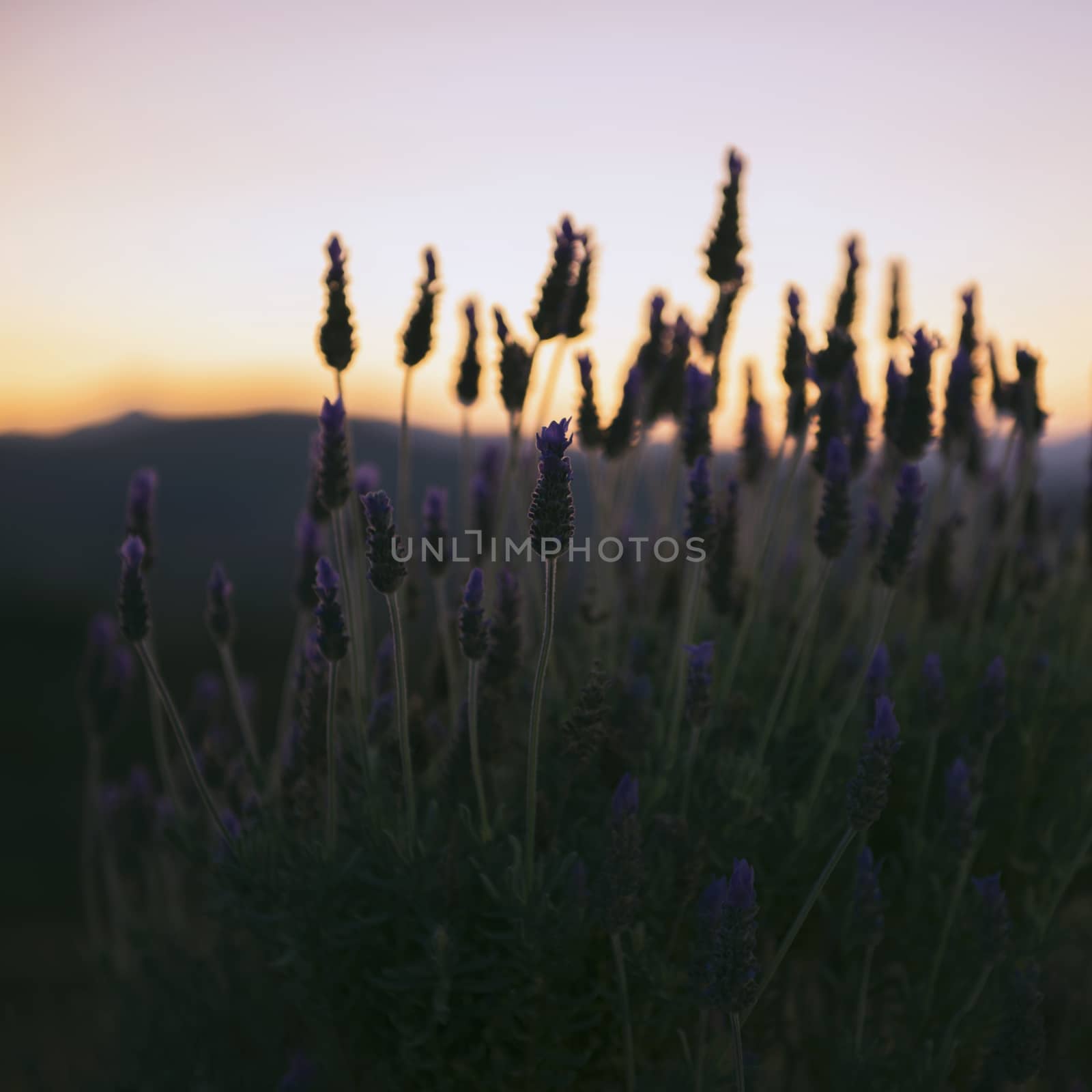 Beautiful deep purple lavender plants in nature. by artistrobd