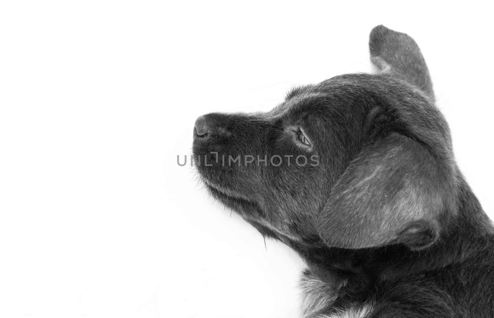 Close up baby dirty dog black color on white background, selective focus