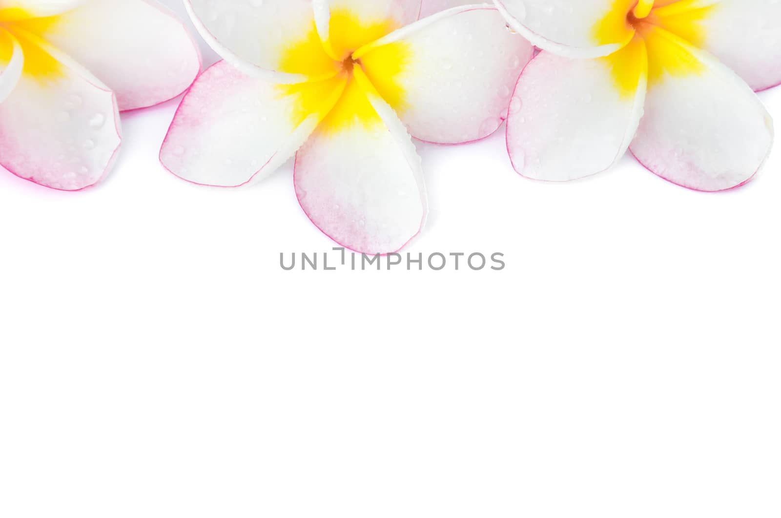 Closeup Plumeria pink and white color on white background