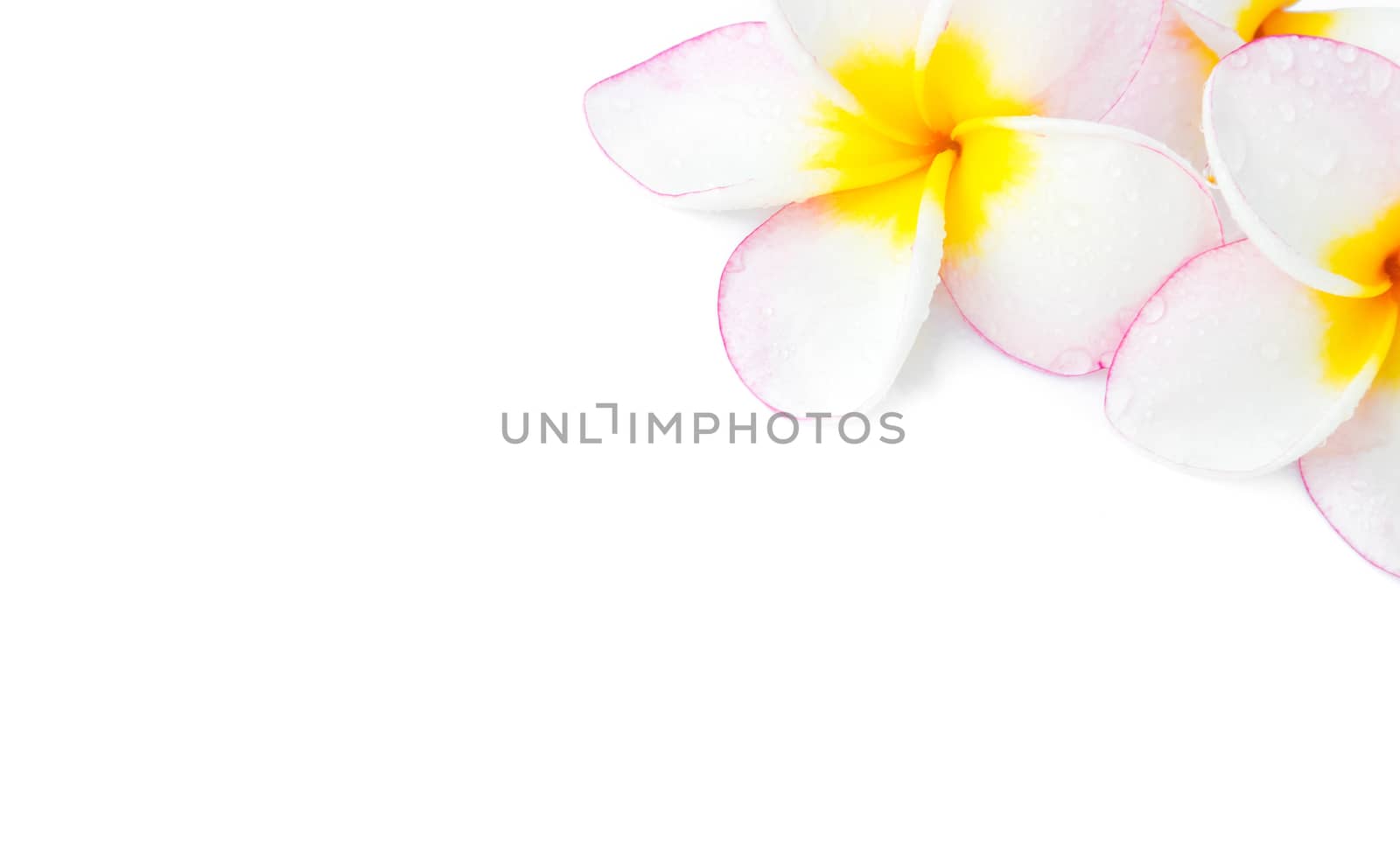 Closeup Plumeria, Frangipanni pink and white color on white background for spa relax