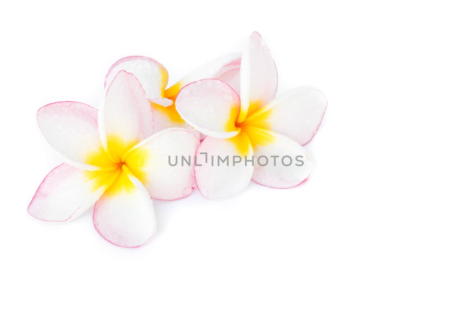Closeup Plumeria, Frangipanni pink and white color on white background for spa relax