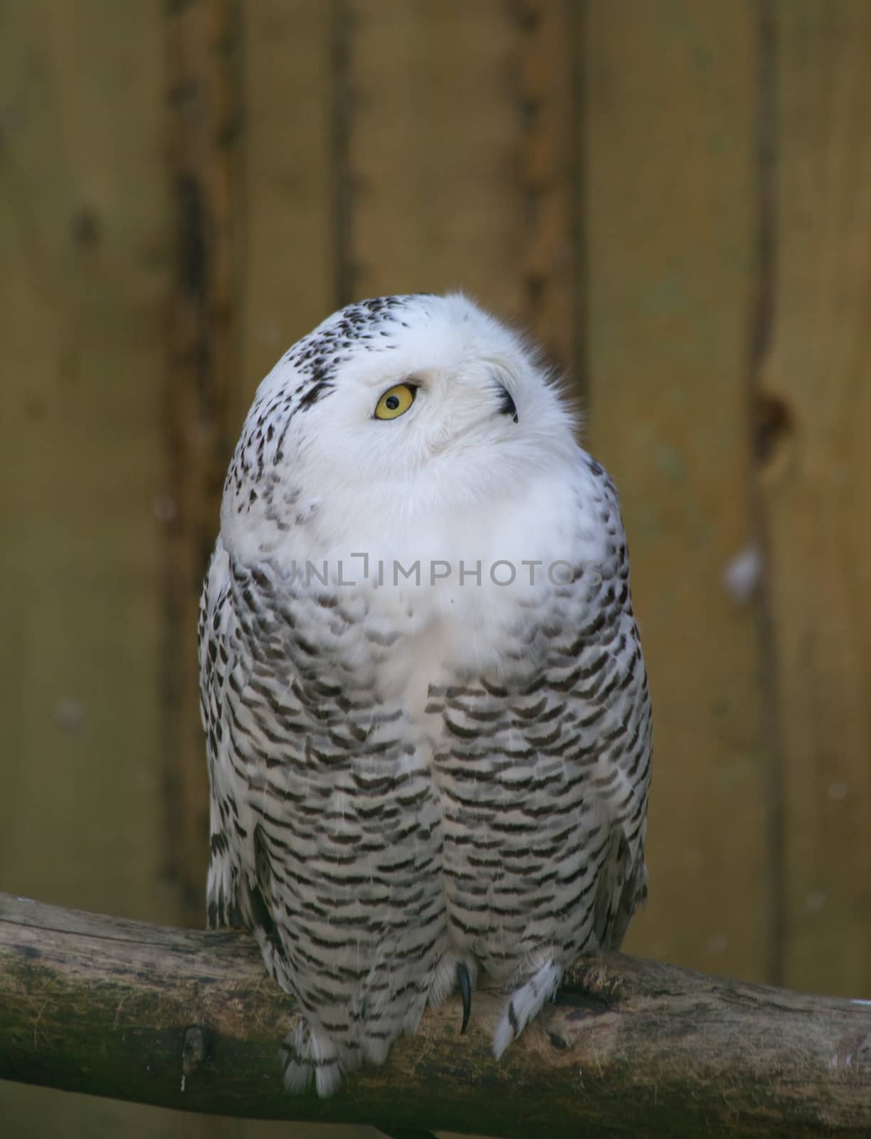 Owl predatory forest bird russia siberia Russian Federation