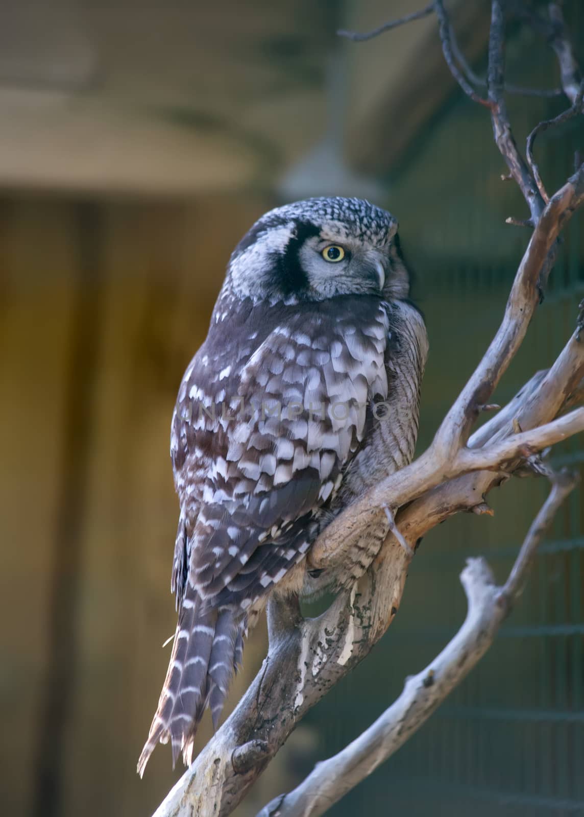 Owl eat meat predatory forest bird russia siberia Russian Federation