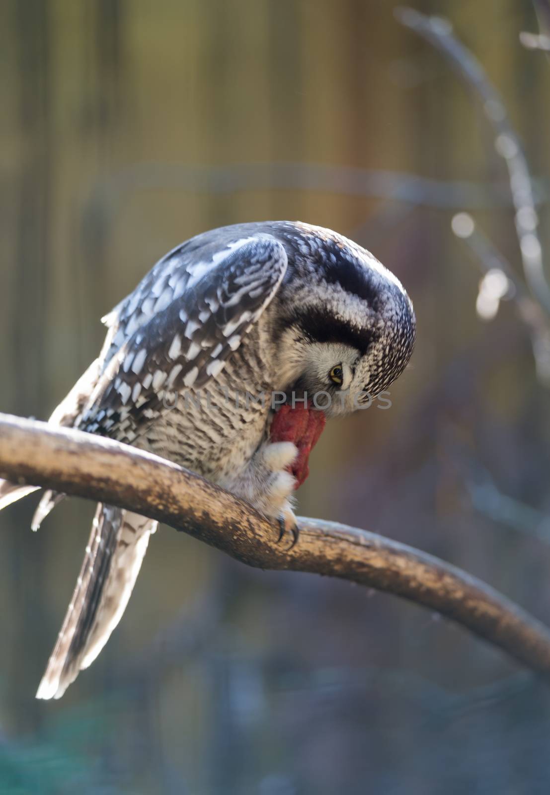 Owl eat meat predatory forest bird russia siberia Russian Federation