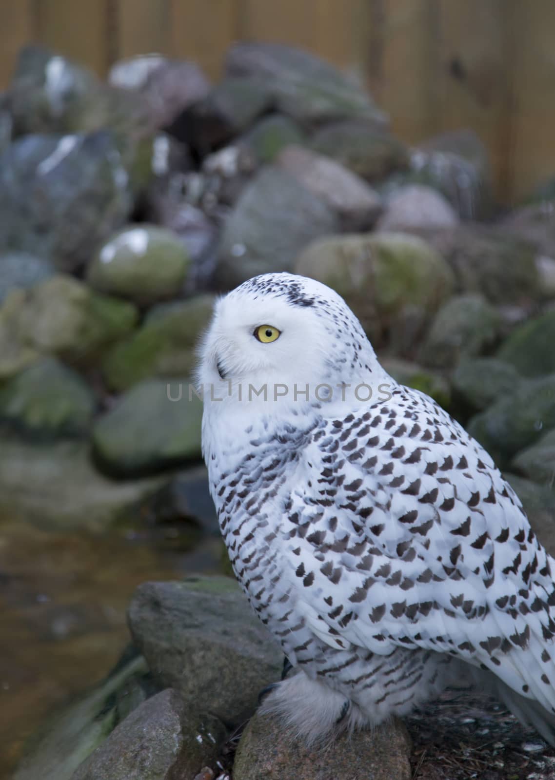 Owl predatory forest bird russia siberia Russian Federation