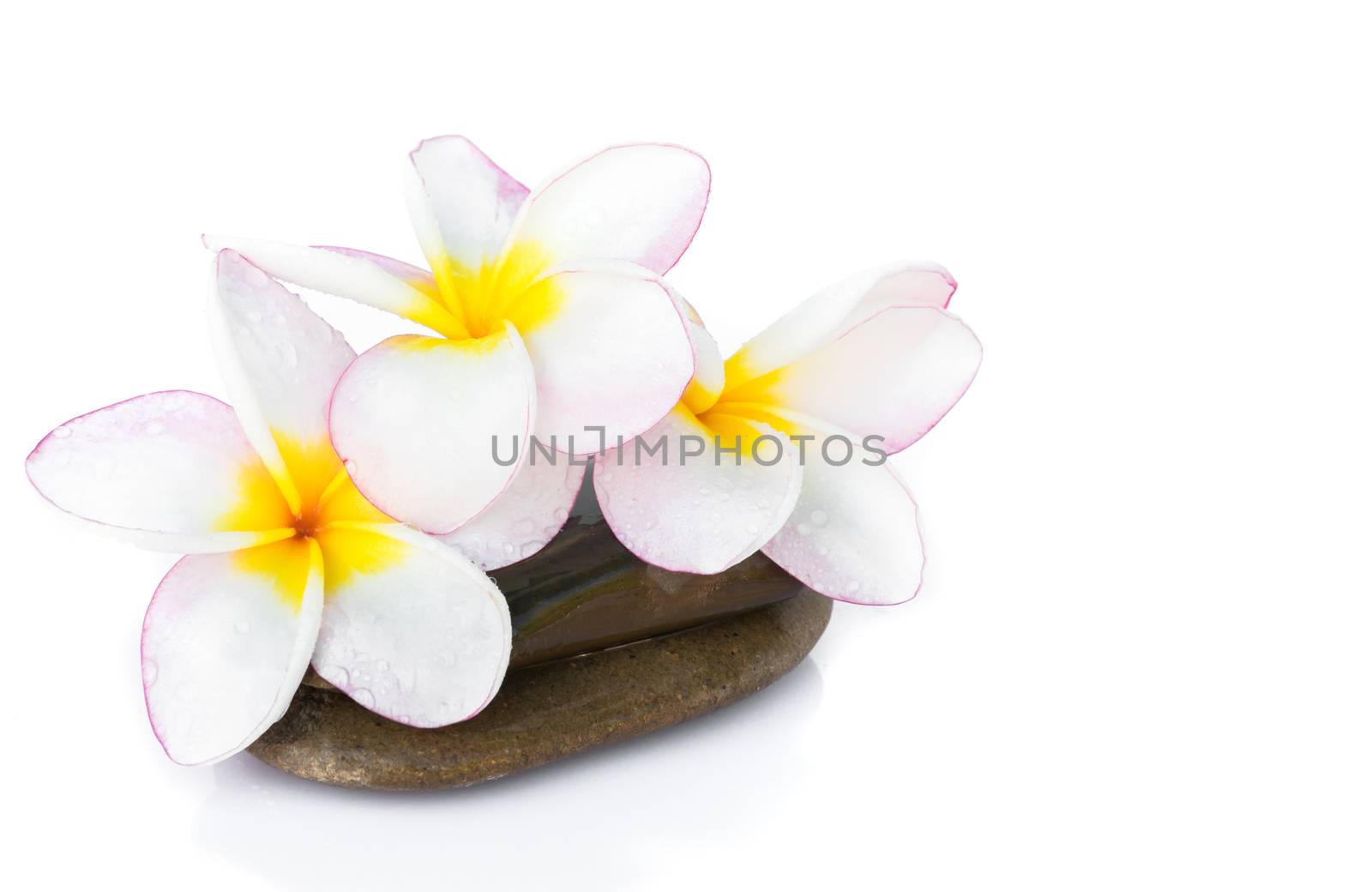 Plumeria flower on stone with white background for spa relax