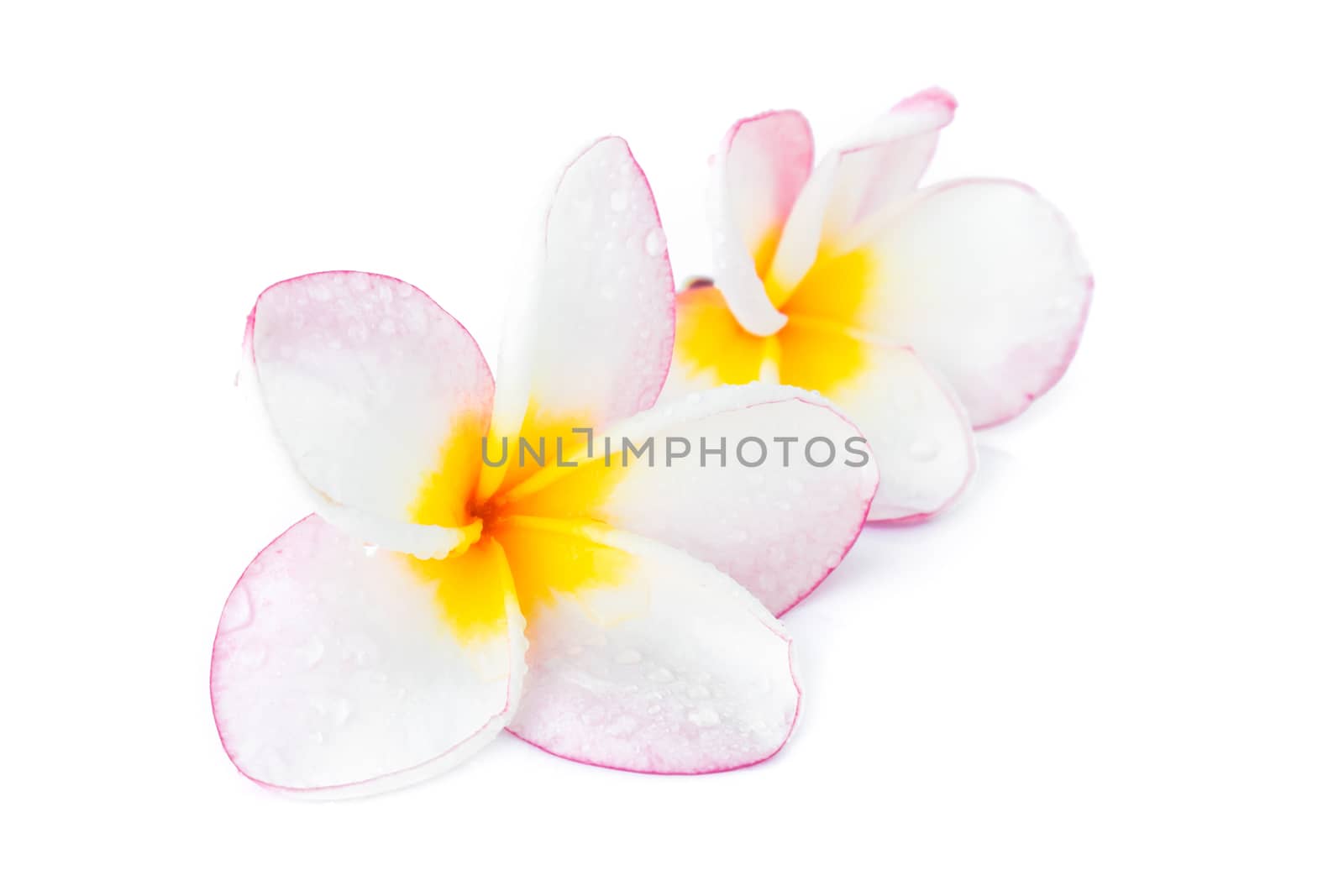 Closeup Plumeria, Frangipanni pink and white color on white background for spa relax