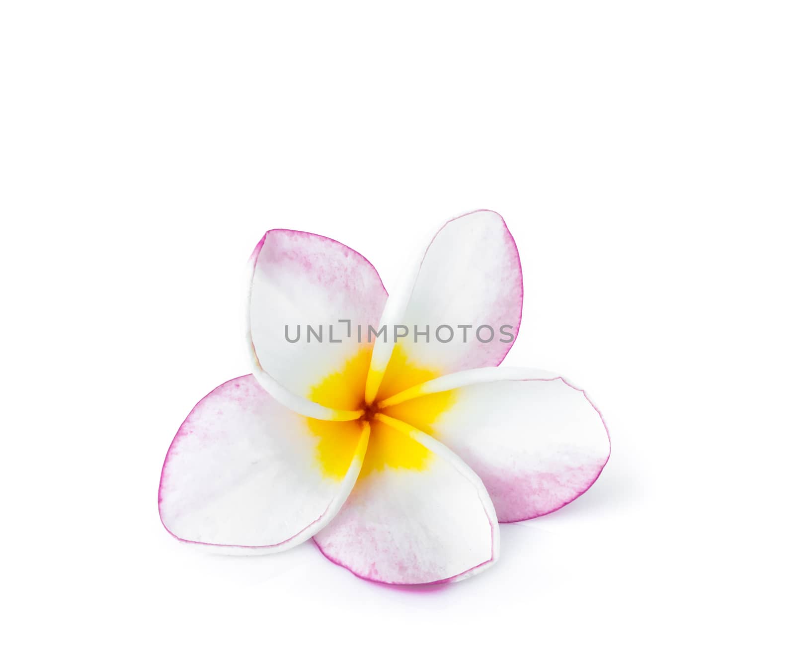 Closeup Plumeria pink and white color on white background