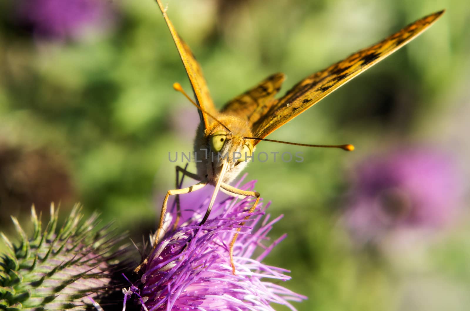 Close-up photo of a butterfly on summer flowers