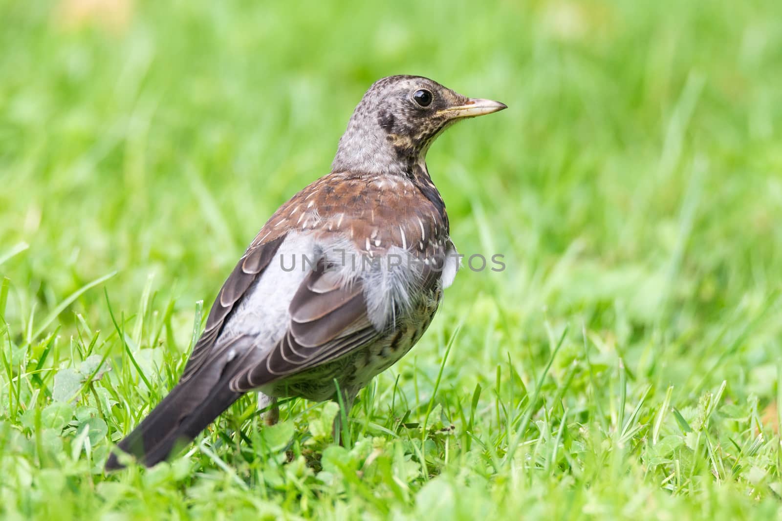 Thrush grasslander on the grass, autumn, park