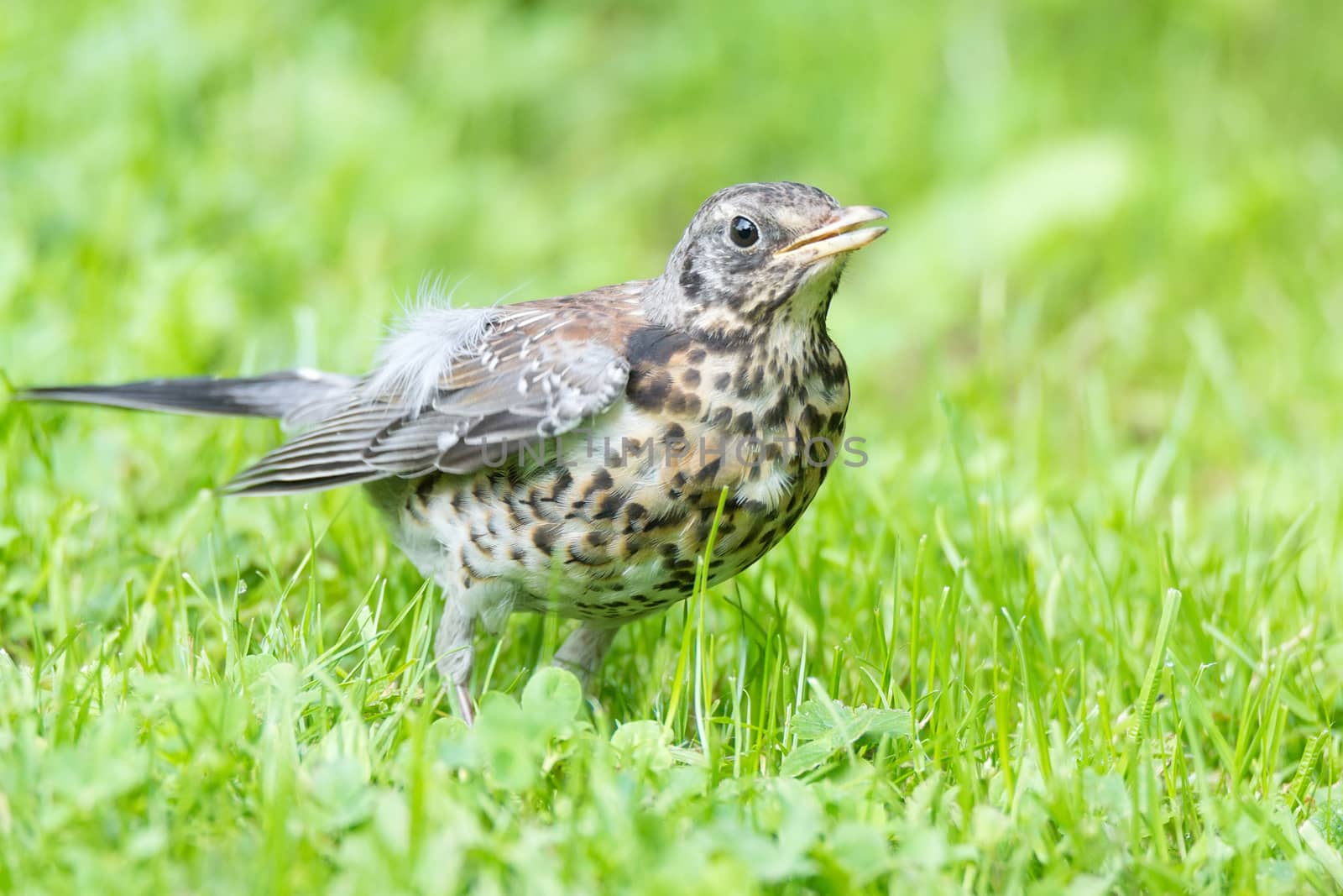 Thrush grasslander on the grass, autumn, park