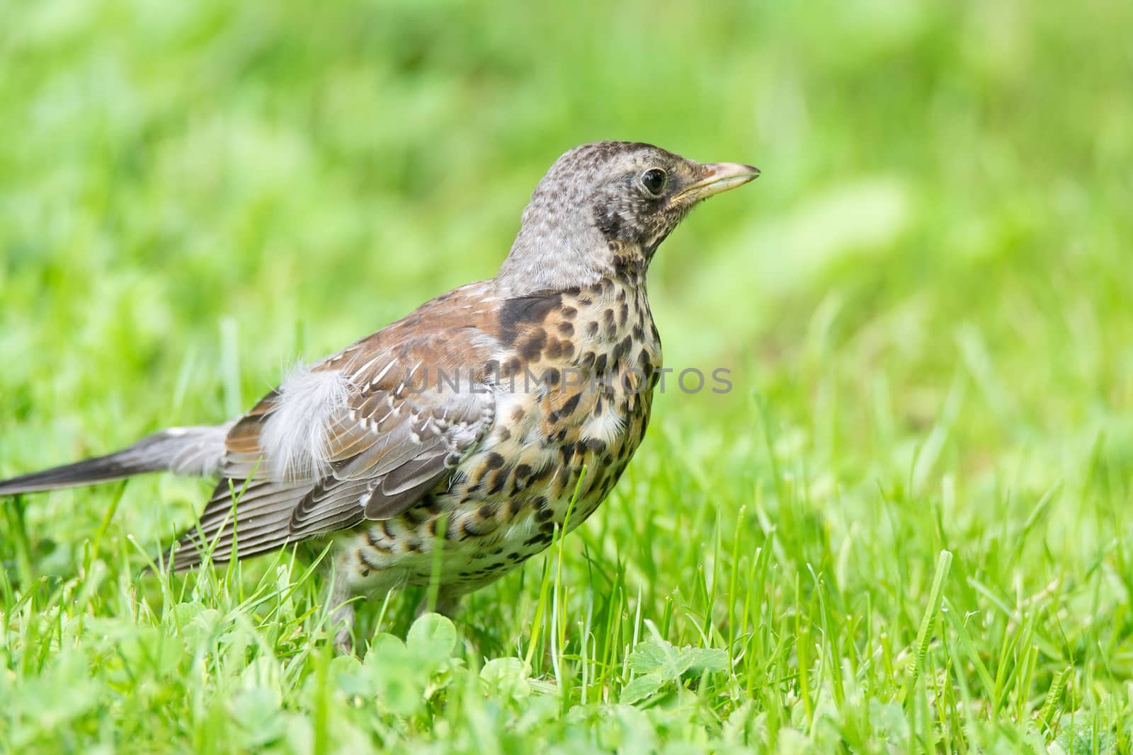 Thrush grasslander on the grass, autumn, park