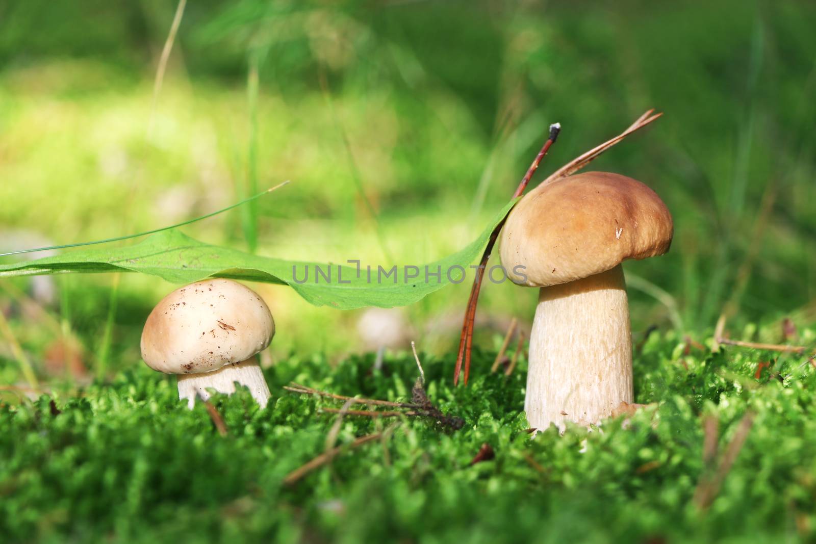 Two small edible ceps growing under a green leaf in wood. White fresh mushrooms grow in forest. Beautiful bolete and vegetarian food