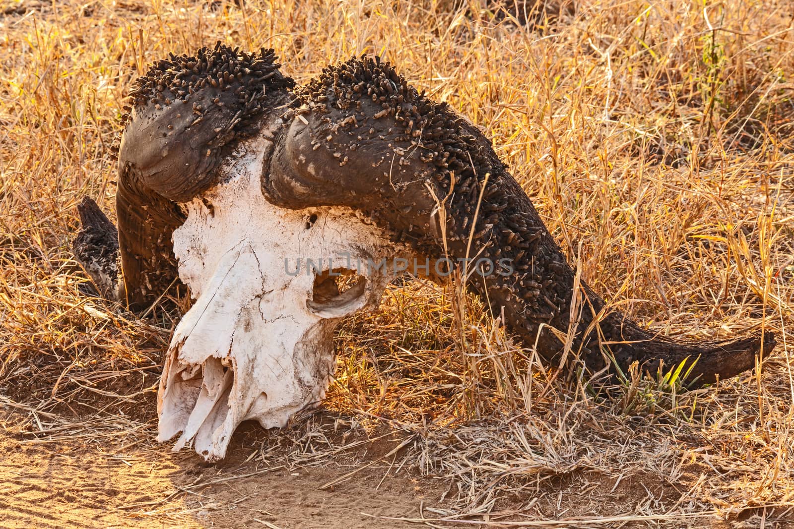 Skull of the Cape Buffalo (Syncerus caffer) photographed in Kruger National Park. South Africa.