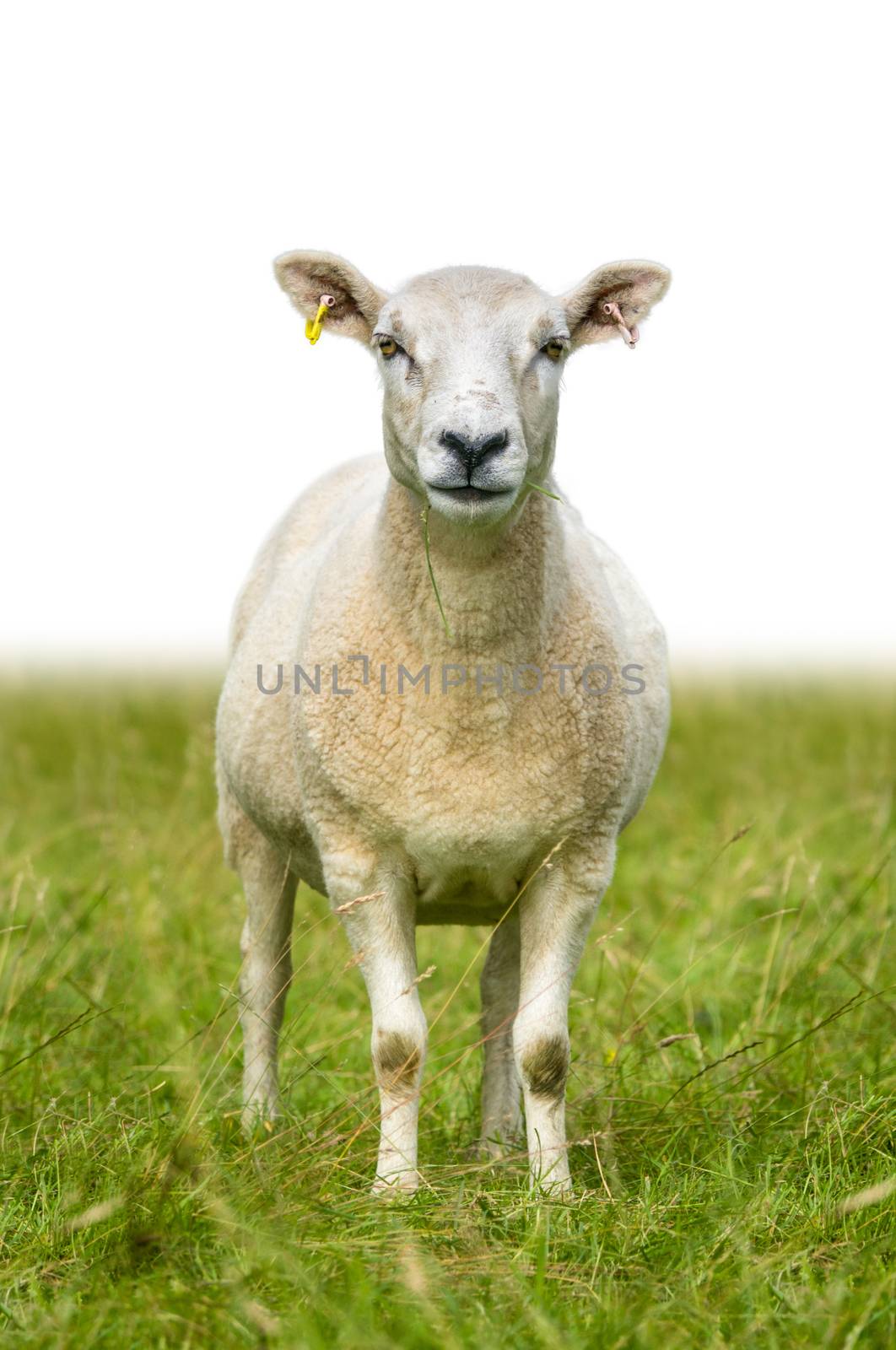 Sheep Or Lamb Standing In Grass With Isolated Background For Text