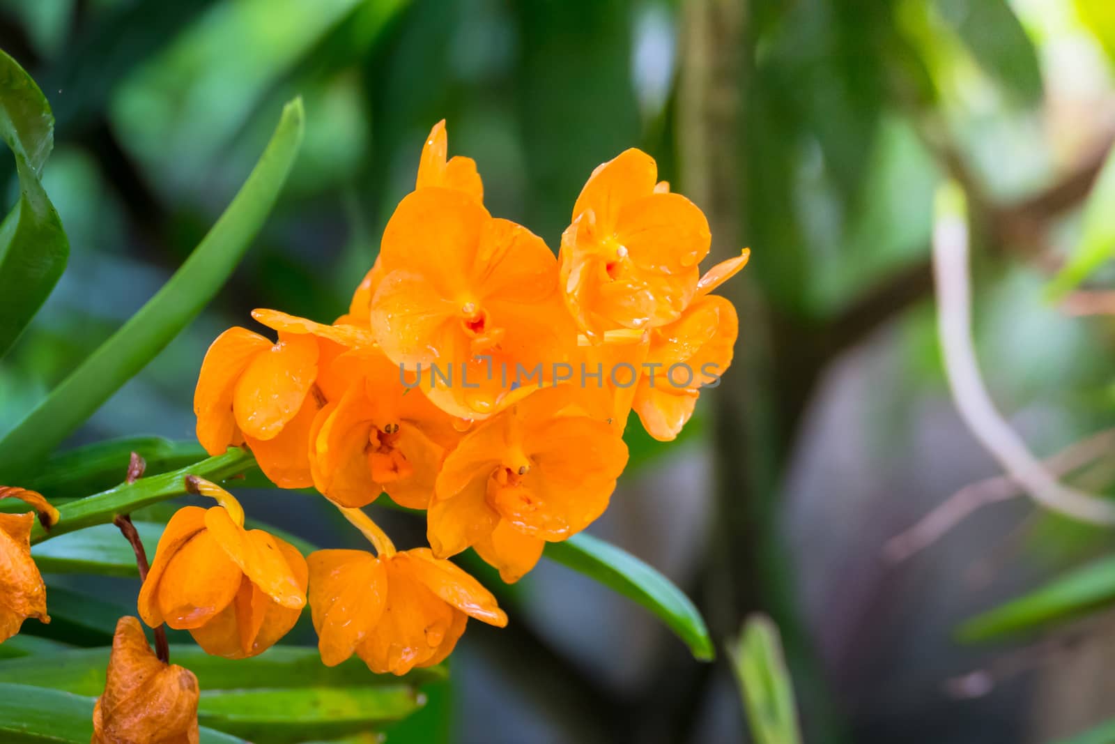 The background image of the colorful flowers, background nature