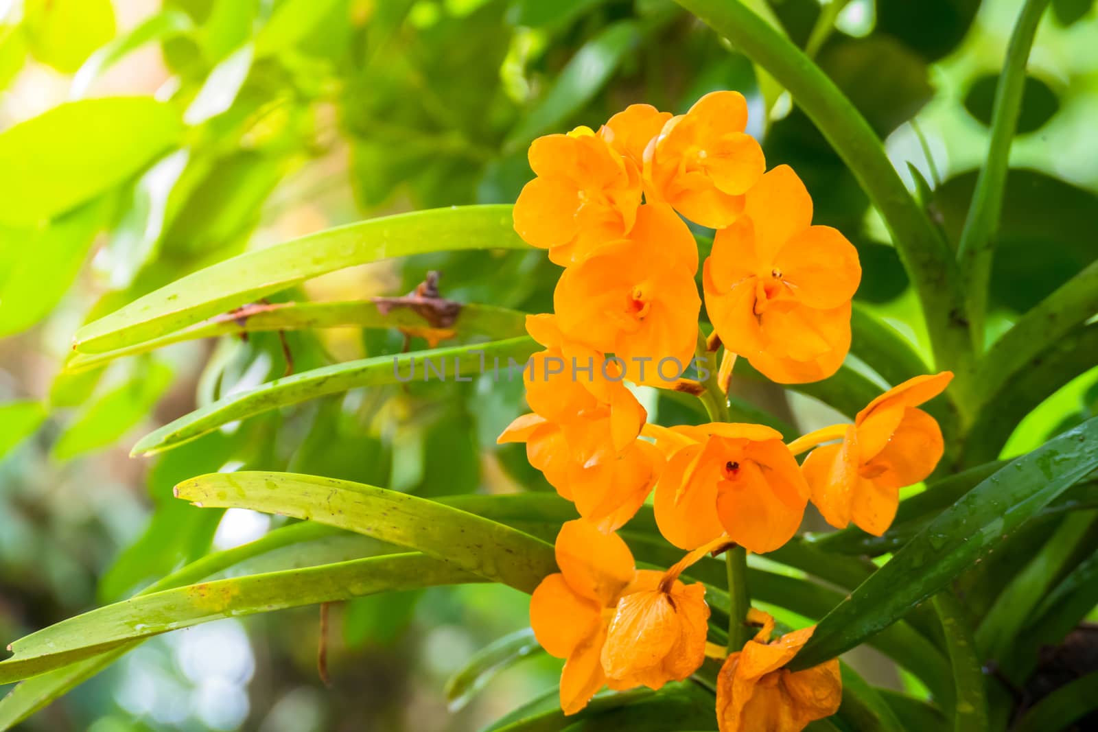 The background image of the colorful flowers by teerawit