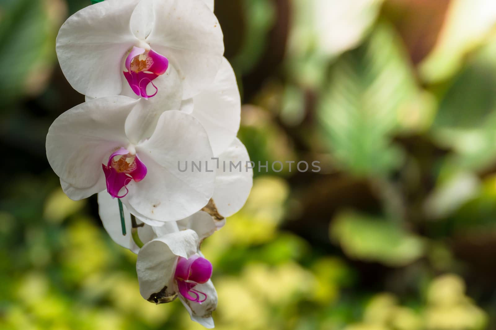 The background image of the colorful flowers by teerawit