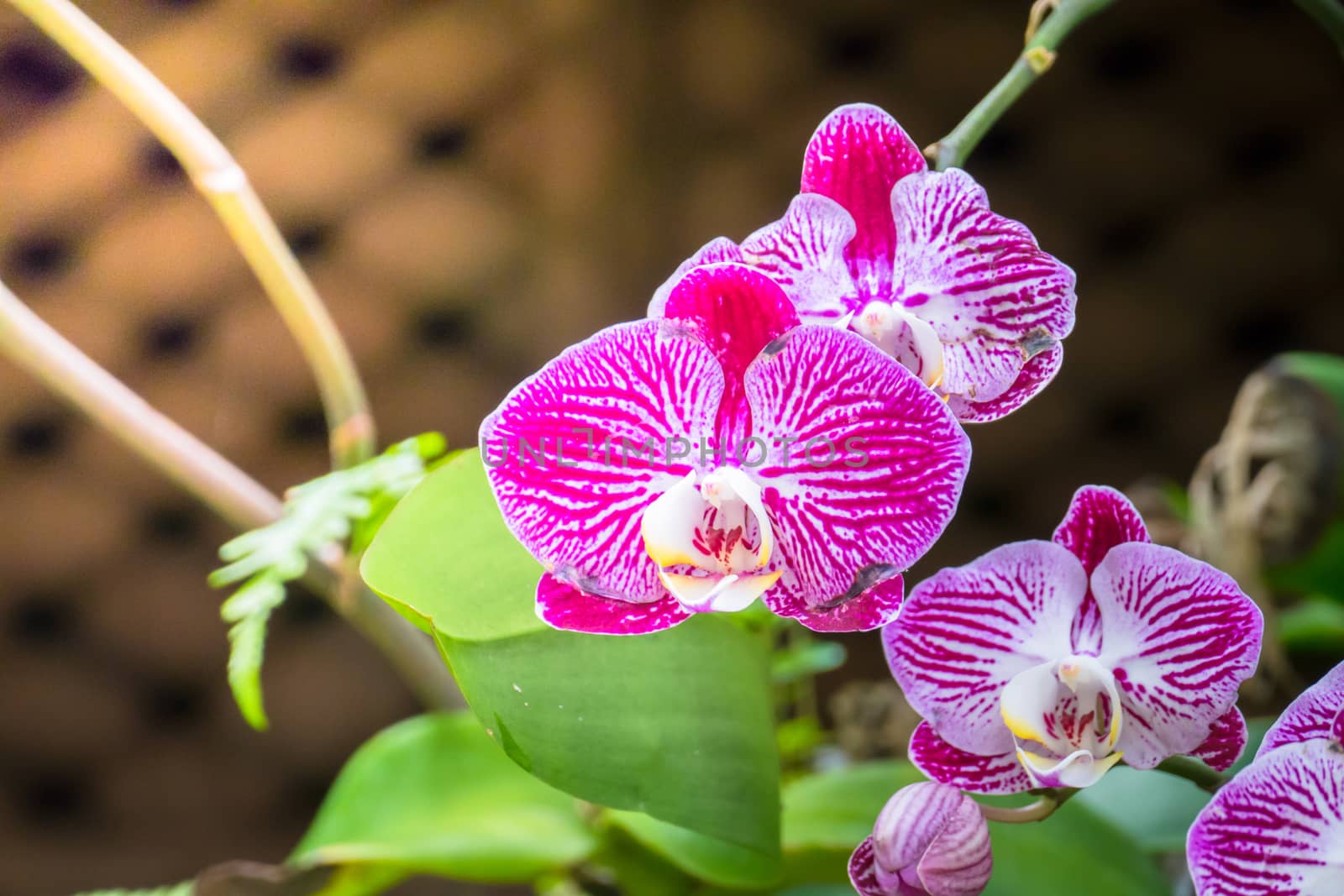 The background image of the colorful flowers by teerawit