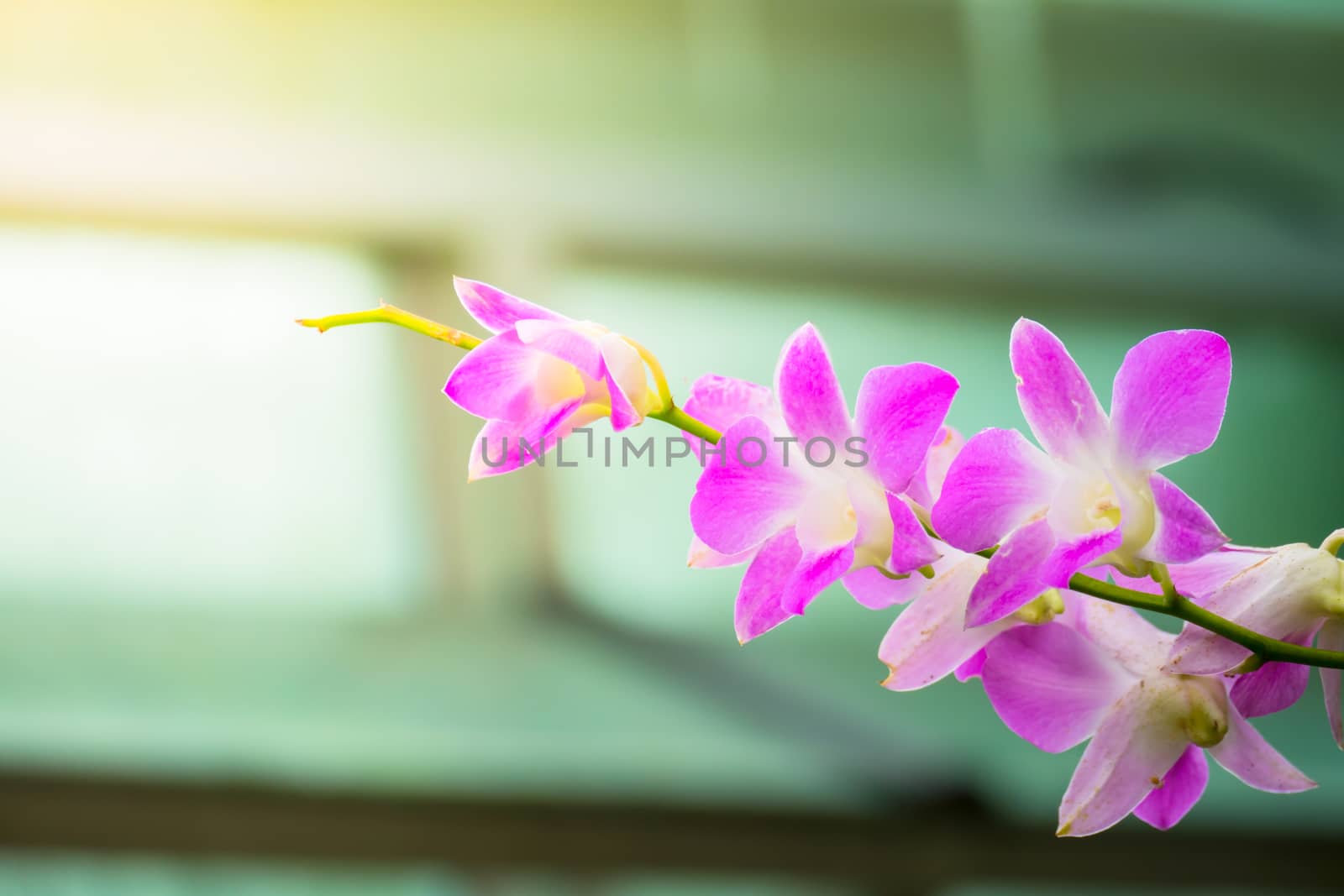 The background image of the colorful flowers, background nature