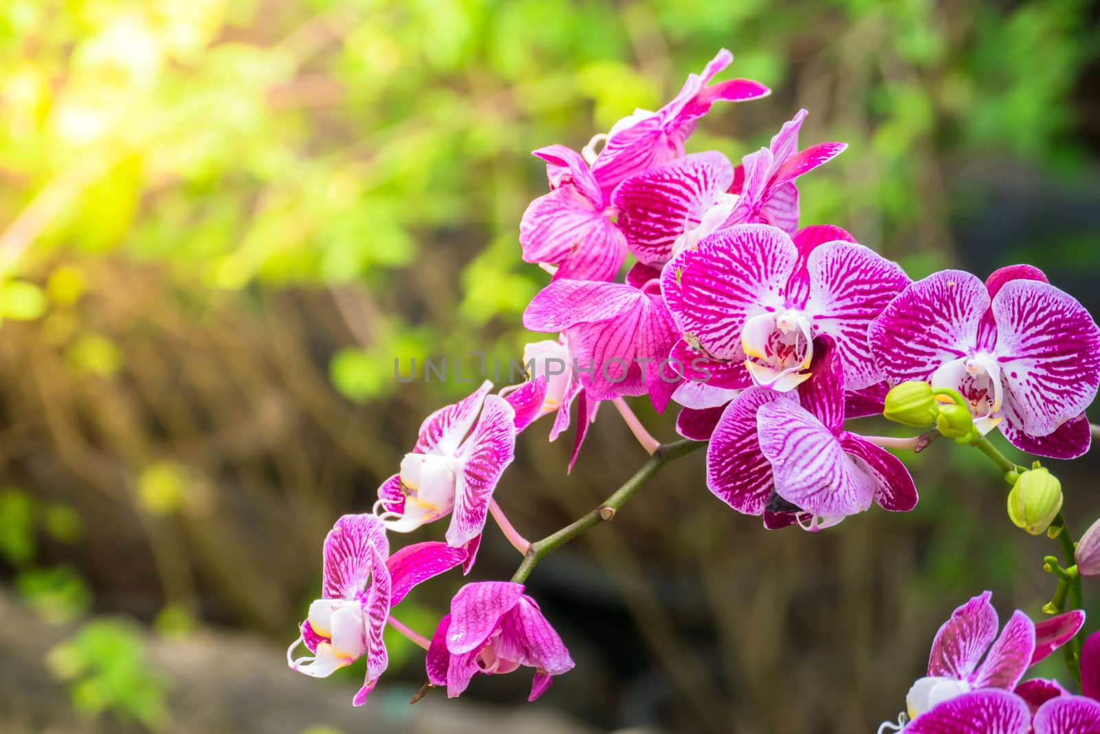 The background image of the colorful flowers, background nature