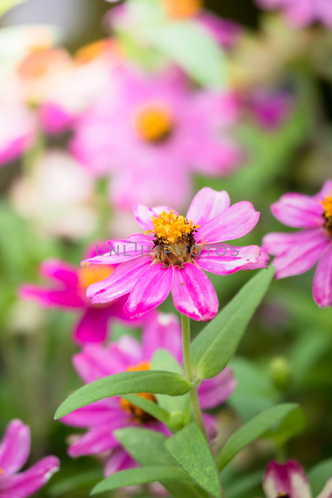 The background image of the colorful flowers by teerawit