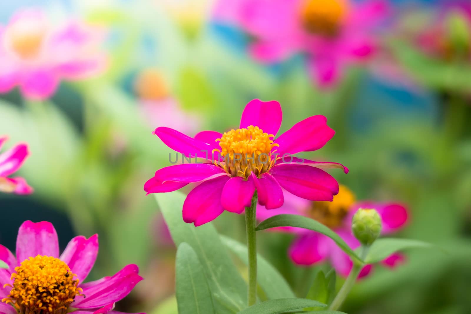 The background image of the colorful flowers by teerawit