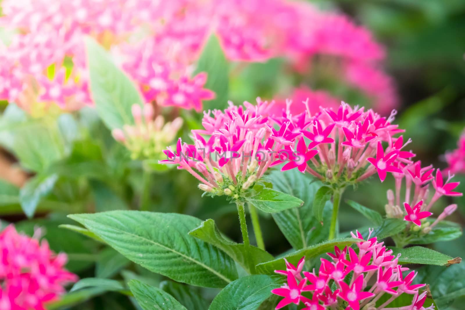 The background image of the colorful flowers by teerawit