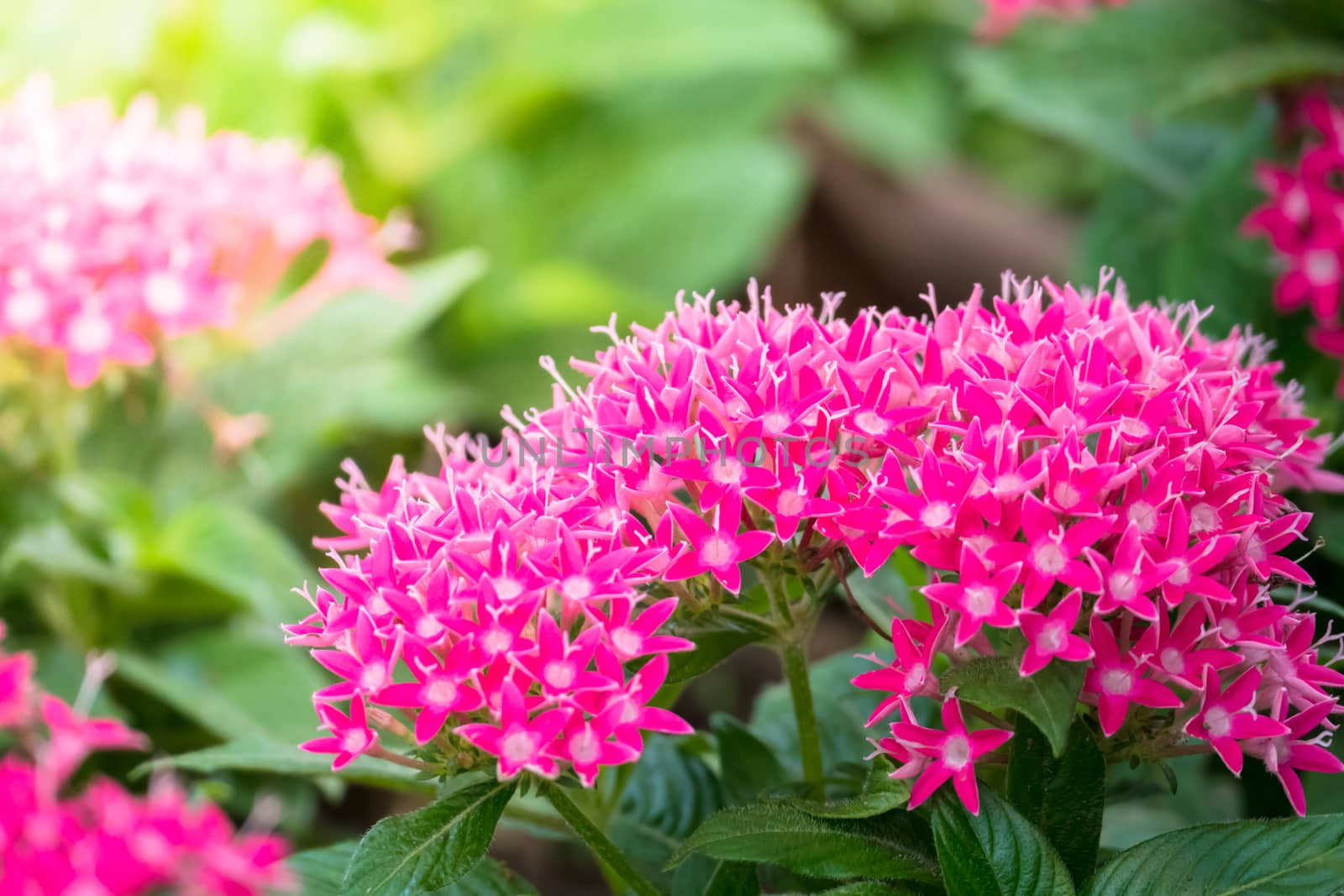 The background image of the colorful flowers, background nature