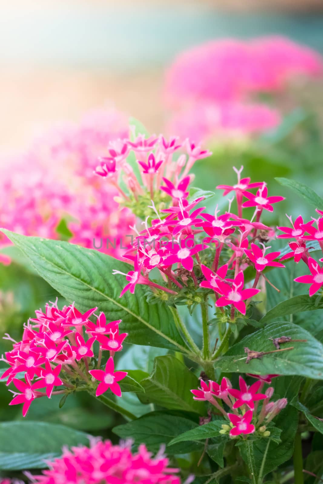 The background image of the colorful flowers, background nature